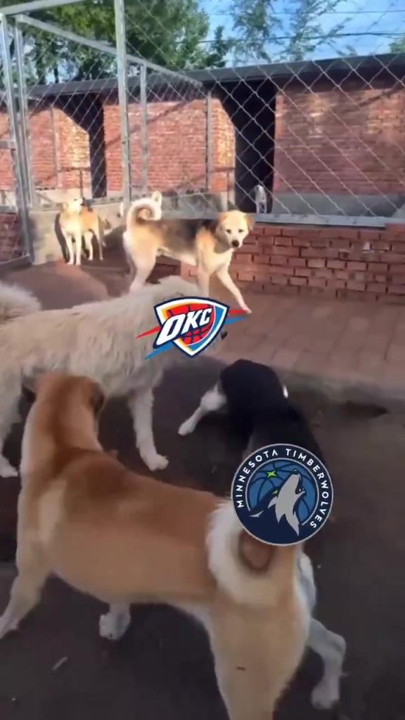 太有活了！美媒惡搞：狗王雷霆嚇退掘金灰熊，把森林狼按地上